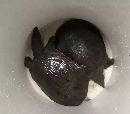 鳖版acr最新爆料,揭秘游戏内幕与未来动向